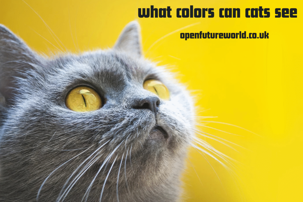 What Colors Can Cats See