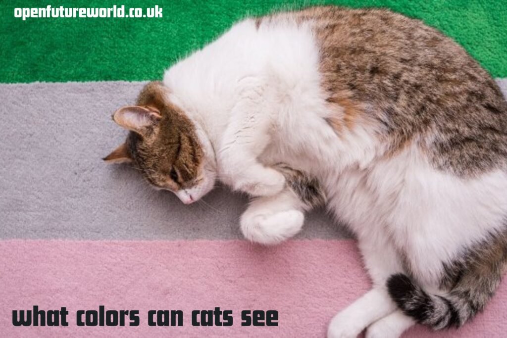 What Colors Can Cats See