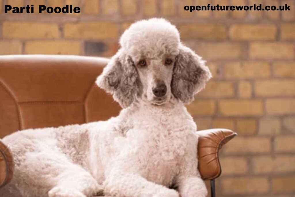 Parti Poodle